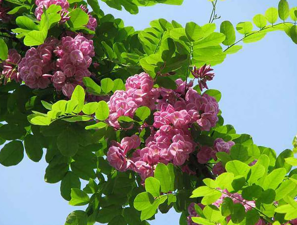 香花槐在什么时候开花？