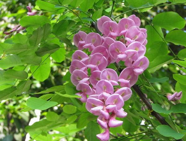 香花槐的黄叶病怎么治？