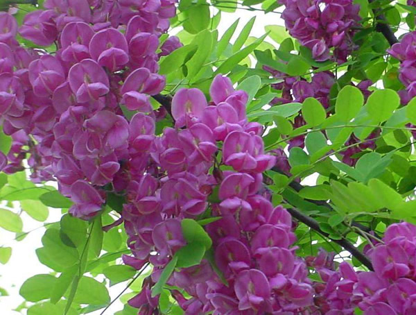 香花槐有什么价值？