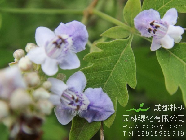 荆条的花和种子有什么功效？