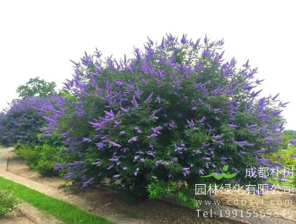 牡荆、黄荆，荆条是同一种植物吗？