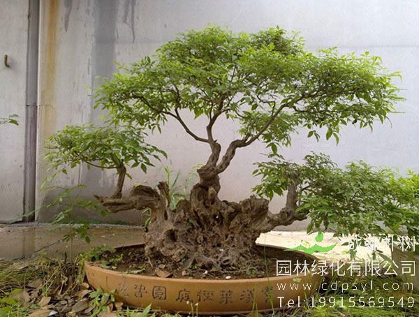 牡荆、黄荆，荆条是同一种植物吗？