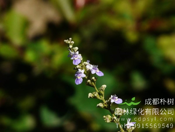 荆条花的分布状况是怎样的？