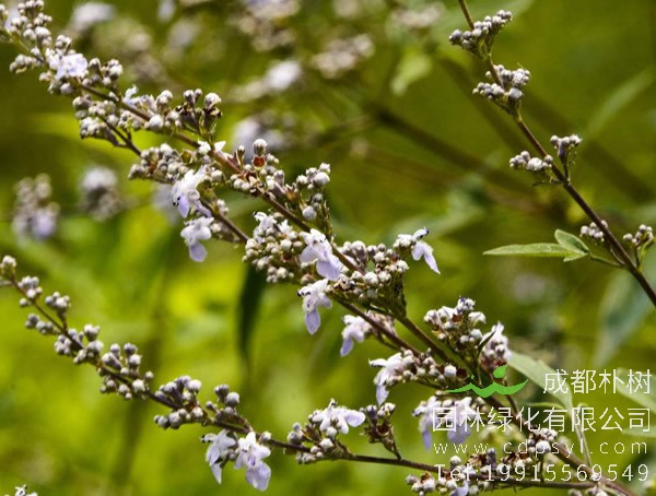 荆条盆景应该怎么养？