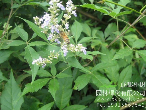 荆条花的分布状况是怎样的？