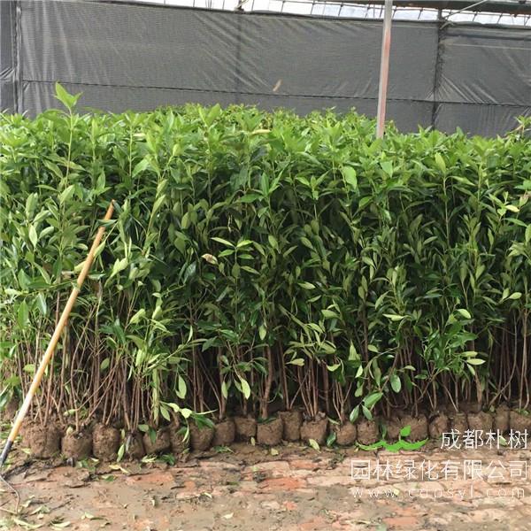 珊瑚树