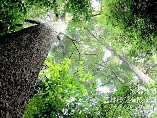 桢楠图片-分布地区-形态特征-生长特性以及实用价值