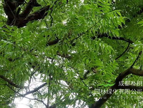 桢楠应该如何移栽成活率才会更高？