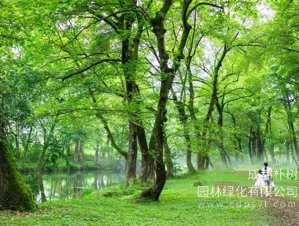 枫杨有哪些特征？