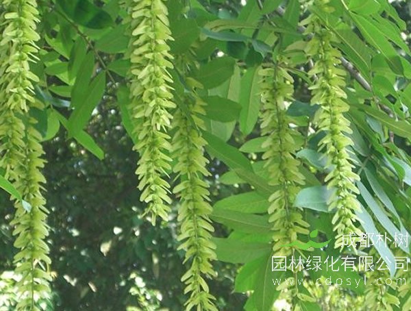 枫杨的栽培技术是怎么样的？