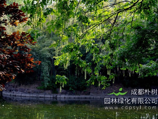 枫杨树有哪些作用？