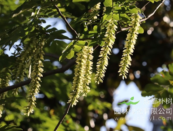 枫杨树的生长习性有哪些？