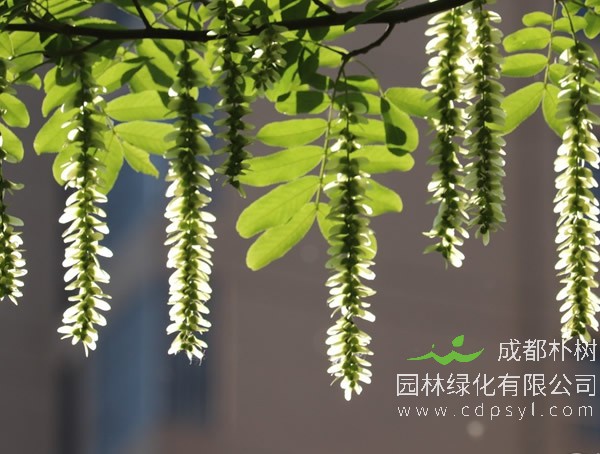 枫杨树为何叫元宝树？