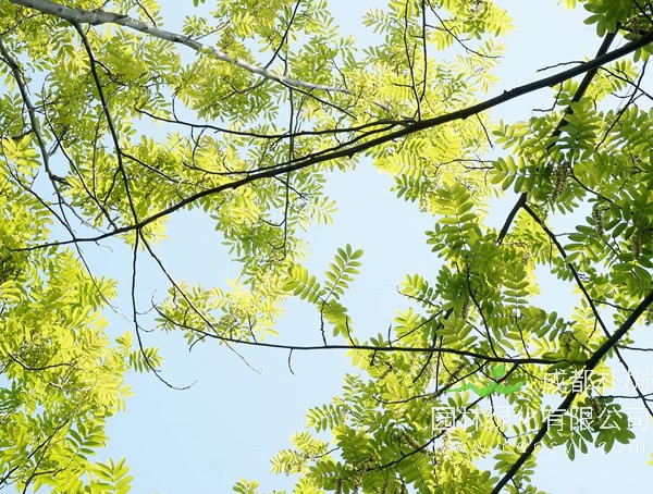 为什么枫杨树生那么多的虫？