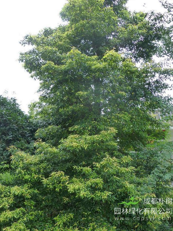 桢楠的栽培要点以及主要虫害防治方法介绍