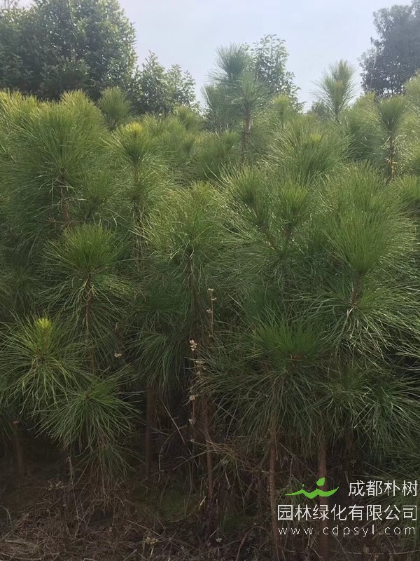 湿地松图片-形态特征-生长习性-生境分布以及主要价值