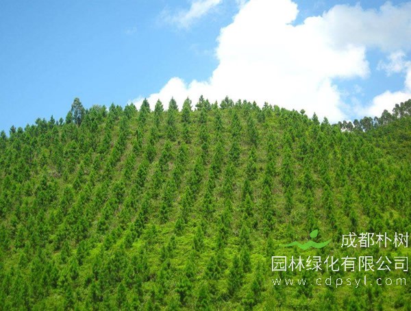 湿地松图片-形态特征-生长习性-生境分布以及主要价值