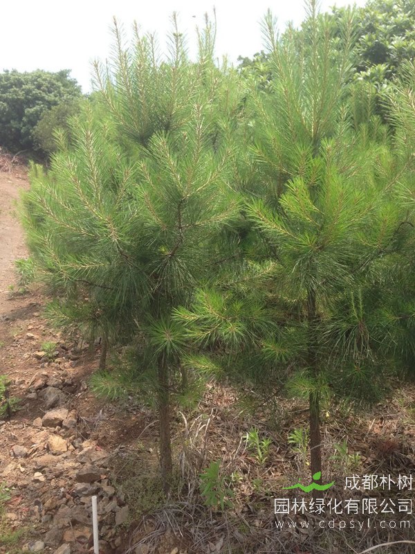 湿地松图片-形态特征-生长习性-生境分布以及主要价值