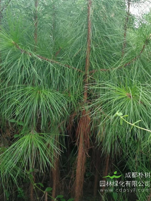 湿地松图片-形态特征-生长习性-生境分布以及主要价值