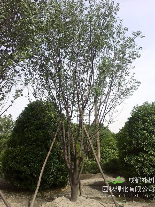 杏树与山杏是一样的吗？