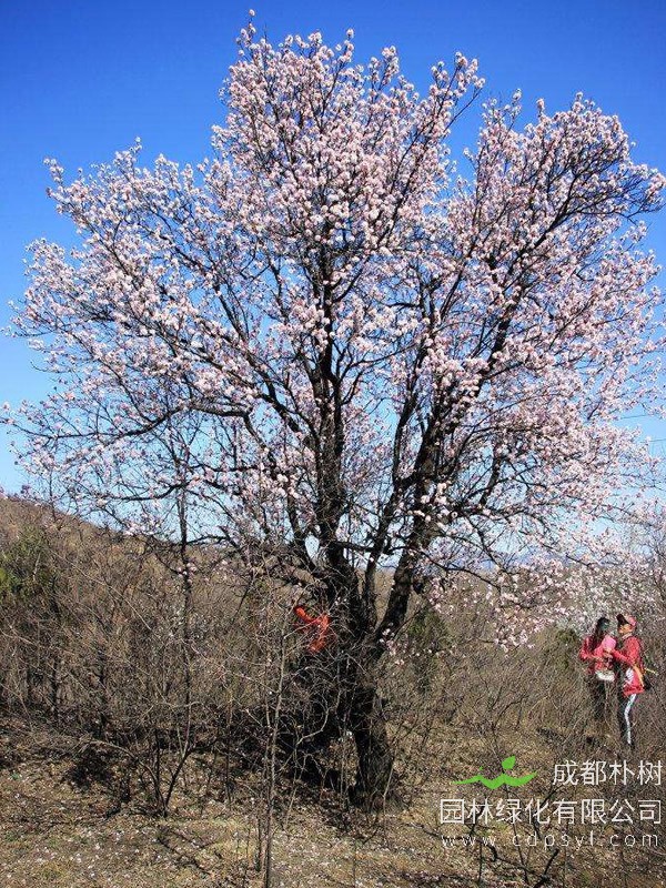怎样种植山杏树苗？