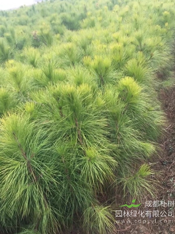 湿地松图片-形态特征-生长习性-生境分布以及主要价值