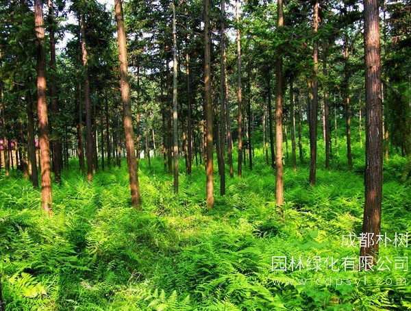 怎么种植湿地松？湿地松的种植方法介绍