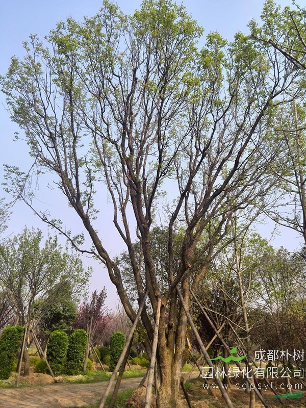 山杏属于乔木类吗？