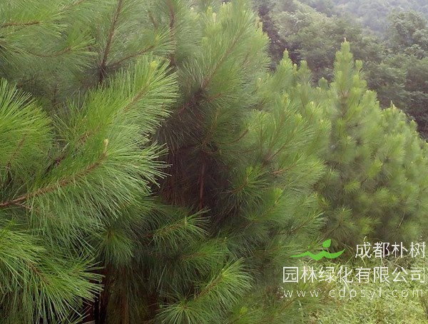 每棵湿地松每年的产量是多少？