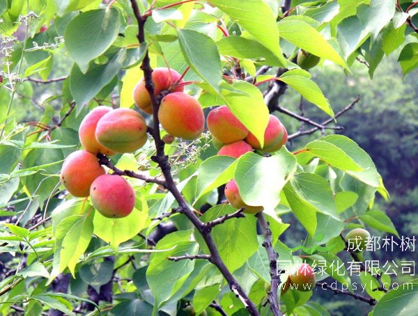 山杏的生长习性有哪些？