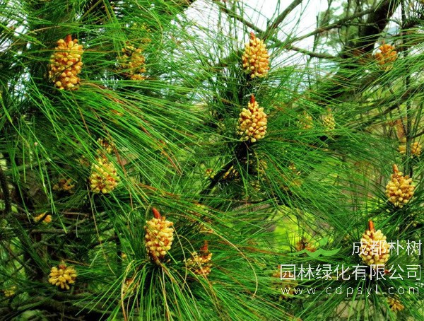 湿地松的主要价值有哪些？