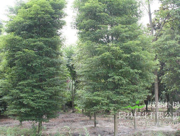 桢楠的栽培要点以及主要虫害防治方法介绍