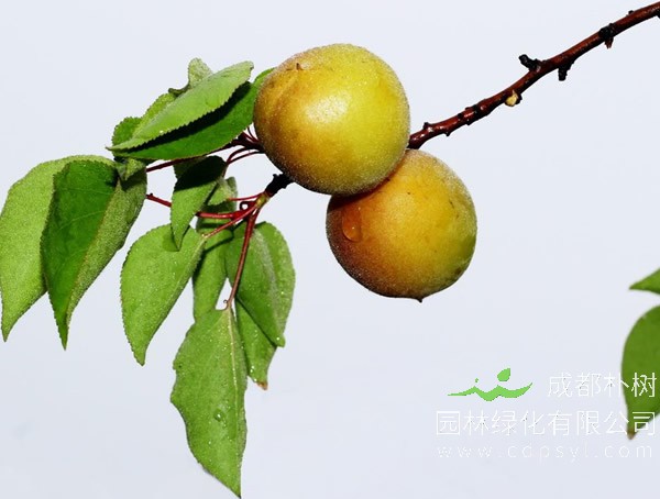 山杏的生长习性有哪些？