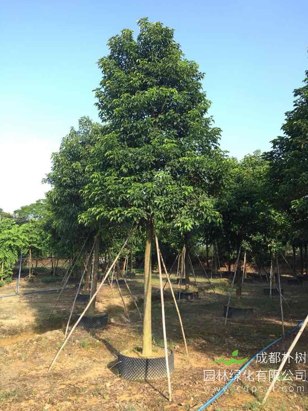 秋枫图片-形态特征-生长环境-分布范围以及主要价值