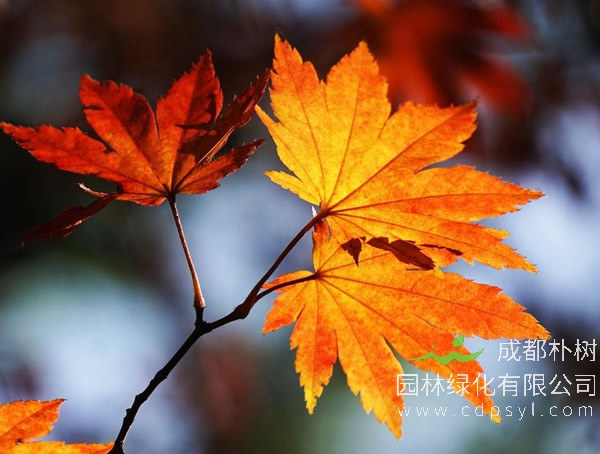 秋枫图片-形态特征-生长环境-分布范围以及主要价值