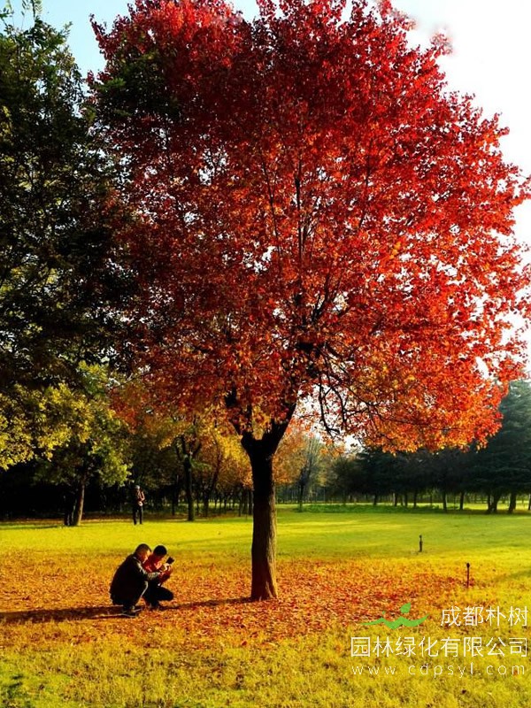 秋枫图片-形态特征-生长环境-分布范围以及主要价值