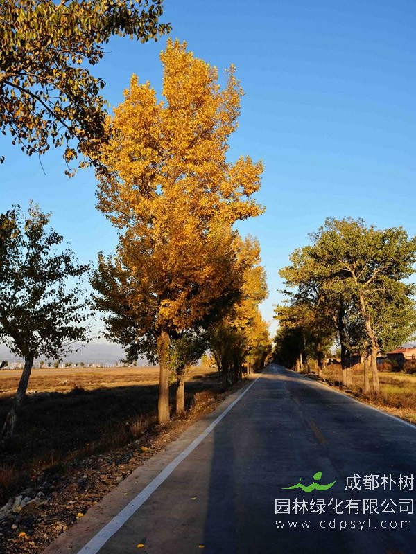 秋枫图片-形态特征-生长环境-分布范围以及主要价值