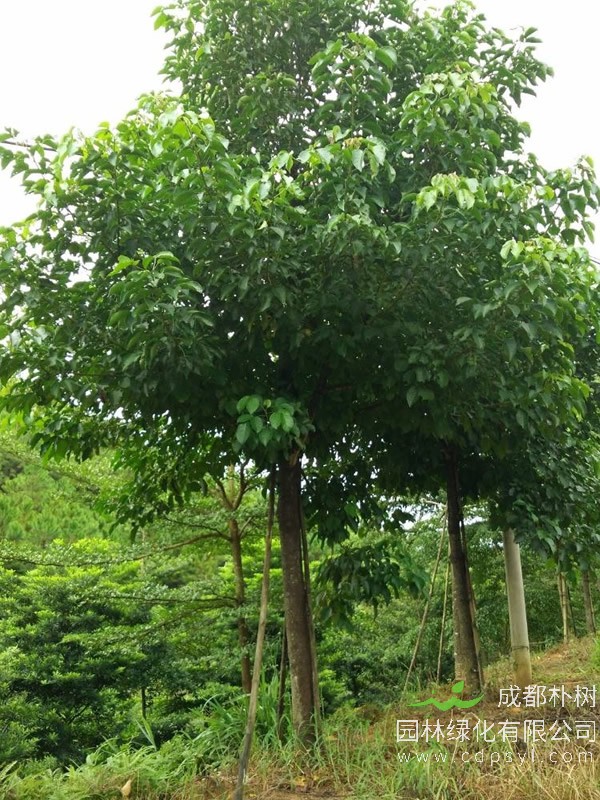 秋枫树应该怎样移植？