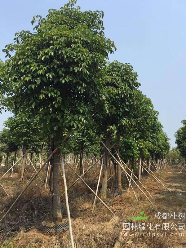 秋枫树苗的种植方法有哪些？