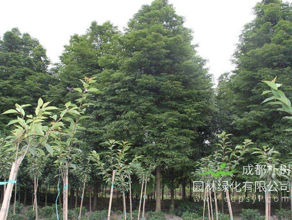 什么是桢楠，如何跟普通楠木进行区分？