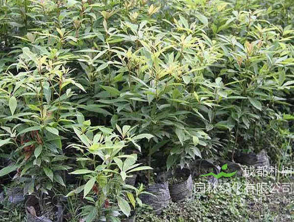 桢楠树和闽楠树哪个比较好？