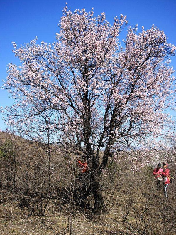 怎样种植山杏树苗？