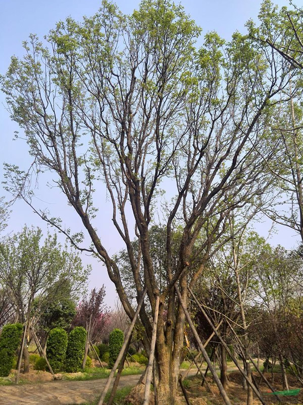 山杏属于乔木类吗？