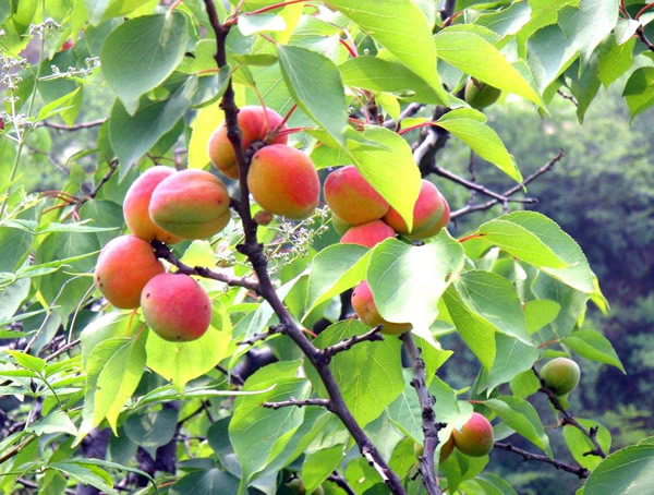 山杏的生长习性有哪些？