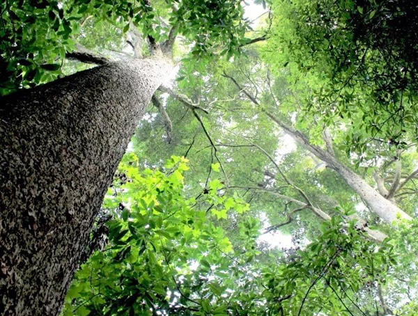 桢楠图片-分布地区-形态特征-生长特性以及实用价值