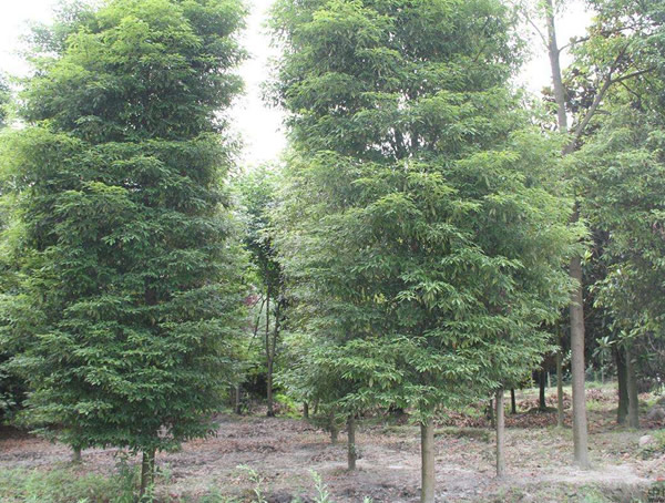 桢楠、金丝楠木树、金丝楠木的关系是什么样的？