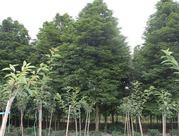 什么是桢楠，如何跟普通楠木进行区分？