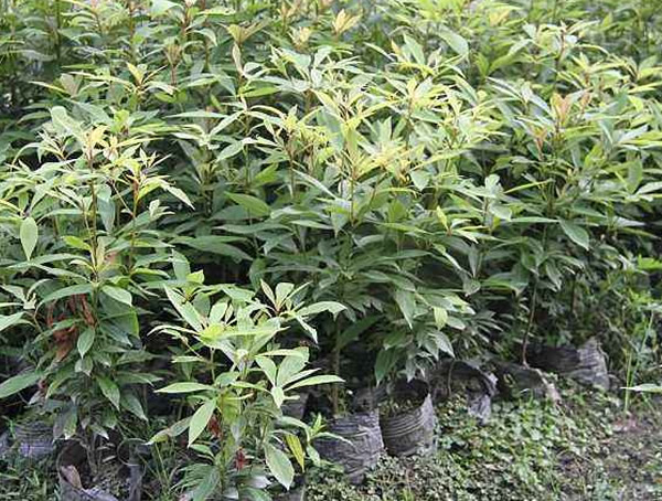 桢楠树和闽楠树哪个比较好？