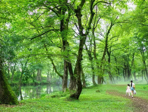 枫杨有哪些特征？