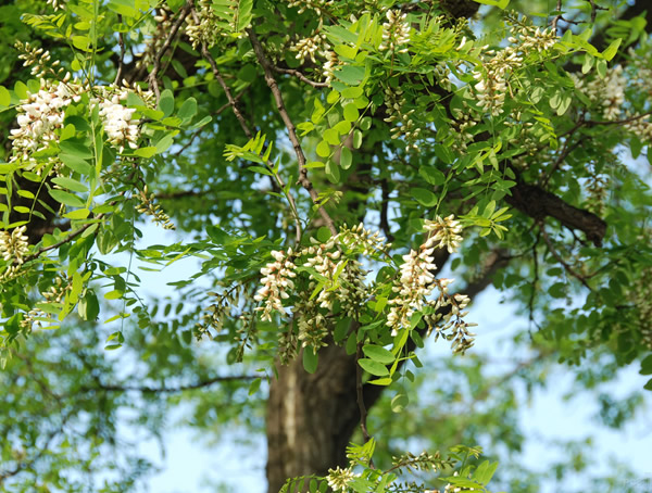 枫杨分布在中国哪些地方？